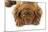 Dogue De Bordeaux Puppy Lying Down (Head Shot)-null-Mounted Photographic Print