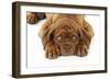 Dogue De Bordeaux Puppy Lying Down (Head Shot)-null-Framed Photographic Print