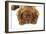 Dogue De Bordeaux Puppy Lying Down (Head Shot)-null-Framed Photographic Print