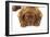 Dogue De Bordeaux Puppy Lying Down (Head Shot)-null-Framed Photographic Print