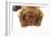 Dogue De Bordeaux Puppy Lying Down (Head Shot)-null-Framed Photographic Print