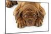 Dogue De Bordeaux Puppy Lying Down (Head Shot)-null-Mounted Photographic Print