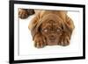 Dogue De Bordeaux Puppy Lying Down (Head Shot)-null-Framed Photographic Print