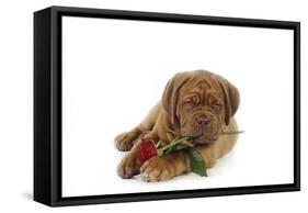Dogue De Bordeaux Puppy Lying Down Holding a Rose-null-Framed Stretched Canvas