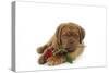 Dogue De Bordeaux Puppy Lying Down Holding a Rose-null-Stretched Canvas