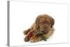 Dogue De Bordeaux Puppy Lying Down Holding a Rose-null-Stretched Canvas