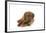 Dogue De Bordeaux Puppy Lying Down Holding a Rose-null-Framed Photographic Print