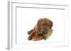 Dogue De Bordeaux Puppy Lying Down Holding a Rose-null-Framed Photographic Print