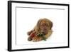 Dogue De Bordeaux Puppy Lying Down Holding a Rose-null-Framed Photographic Print