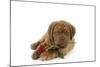 Dogue De Bordeaux Puppy Lying Down Holding a Rose-null-Mounted Photographic Print