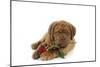 Dogue De Bordeaux Puppy Lying Down Holding a Rose-null-Mounted Photographic Print