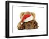 Dogue De Bordeaux Puppy Lying Down Wearing Christmas Hat-null-Framed Photographic Print