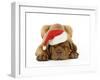 Dogue De Bordeaux Puppy Lying Down Wearing Christmas Hat-null-Framed Photographic Print