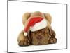 Dogue De Bordeaux Puppy Lying Down Wearing Christmas Hat-null-Mounted Photographic Print