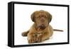 Dogue De Bordeaux Puppy Lying Down-null-Framed Stretched Canvas