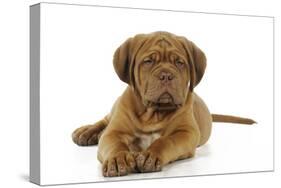 Dogue De Bordeaux Puppy Lying Down-null-Stretched Canvas