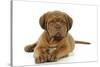 Dogue De Bordeaux Puppy Lying Down-null-Stretched Canvas