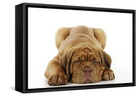 Dogue De Bordeaux Puppy Lying Down-null-Framed Stretched Canvas