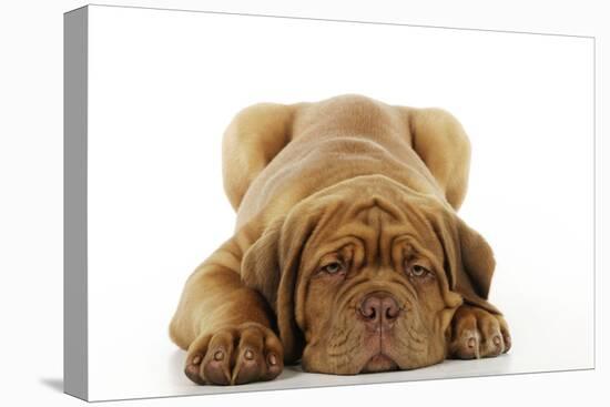 Dogue De Bordeaux Puppy Lying Down-null-Stretched Canvas