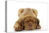 Dogue De Bordeaux Puppy Lying Down-null-Stretched Canvas
