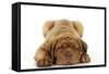 Dogue De Bordeaux Puppy Lying Down-null-Framed Stretched Canvas