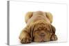 Dogue De Bordeaux Puppy Lying Down-null-Stretched Canvas