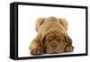 Dogue De Bordeaux Puppy Lying Down-null-Framed Stretched Canvas