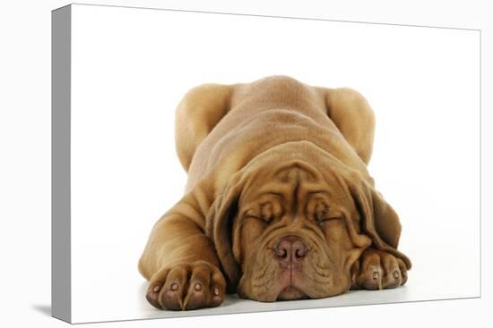 Dogue De Bordeaux Puppy Lying Down-null-Stretched Canvas