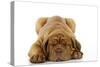 Dogue De Bordeaux Puppy Lying Down-null-Stretched Canvas