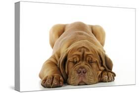 Dogue De Bordeaux Puppy Lying Down-null-Stretched Canvas