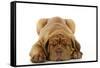 Dogue De Bordeaux Puppy Lying Down-null-Framed Stretched Canvas