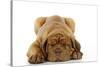 Dogue De Bordeaux Puppy Lying Down-null-Stretched Canvas