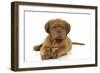 Dogue De Bordeaux Puppy Lying Down-null-Framed Photographic Print