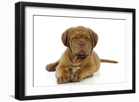 Dogue De Bordeaux Puppy Lying Down-null-Framed Photographic Print