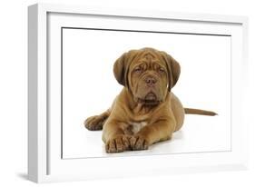 Dogue De Bordeaux Puppy Lying Down-null-Framed Photographic Print