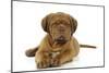 Dogue De Bordeaux Puppy Lying Down-null-Mounted Photographic Print