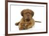 Dogue De Bordeaux Puppy Lying Down-null-Framed Photographic Print