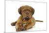 Dogue De Bordeaux Puppy Lying Down-null-Mounted Photographic Print