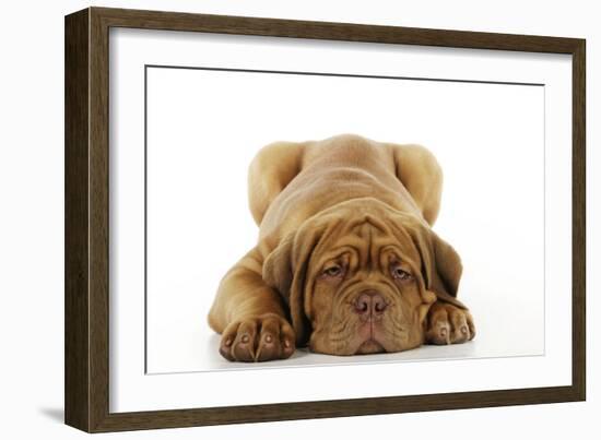 Dogue De Bordeaux Puppy Lying Down-null-Framed Photographic Print