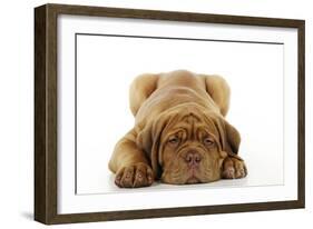 Dogue De Bordeaux Puppy Lying Down-null-Framed Photographic Print