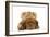 Dogue De Bordeaux Puppy Lying Down-null-Framed Photographic Print