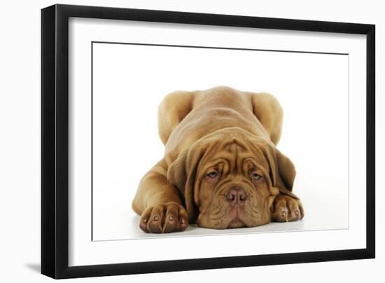 Dogue De Bordeaux Puppy Lying Down-null-Framed Photographic Print