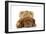 Dogue De Bordeaux Puppy Lying Down-null-Framed Photographic Print
