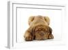 Dogue De Bordeaux Puppy Lying Down-null-Framed Photographic Print