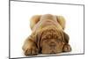 Dogue De Bordeaux Puppy Lying Down-null-Mounted Photographic Print