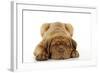 Dogue De Bordeaux Puppy Lying Down-null-Framed Photographic Print