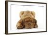 Dogue De Bordeaux Puppy Lying Down-null-Framed Photographic Print