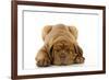 Dogue De Bordeaux Puppy Lying Down-null-Framed Photographic Print