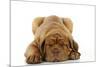 Dogue De Bordeaux Puppy Lying Down-null-Mounted Photographic Print