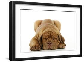 Dogue De Bordeaux Puppy Lying Down-null-Framed Photographic Print